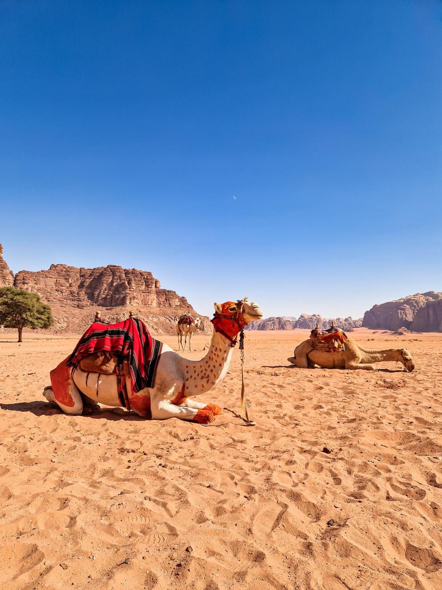 Star City Camp Wadirum Wadi Rum Extérieur photo